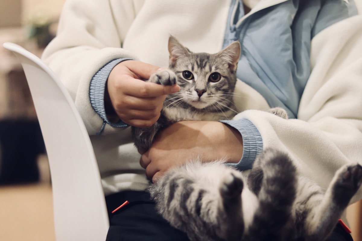 Chat tigré tenu dans les bras de sa propriétaire en salle d attente vétérinaire