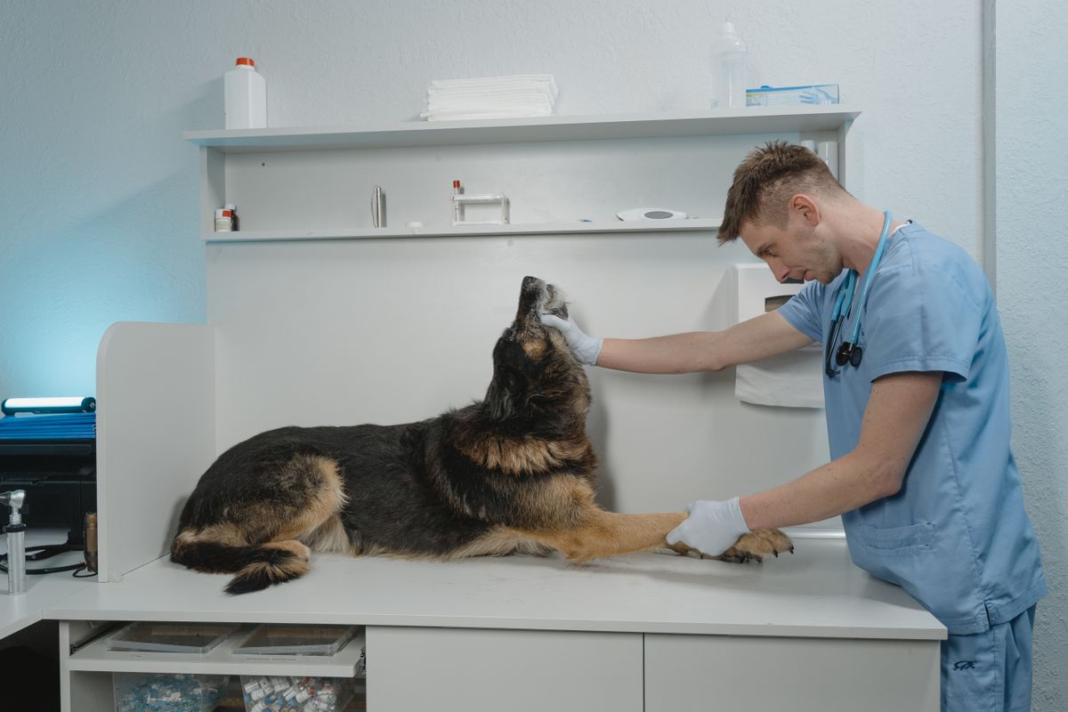 Vétérinaire en blouse bleue examinant un chien allongé sur une table d'auscultation dans une clinique