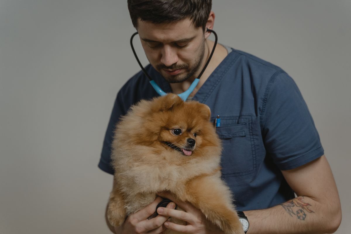 Vétérinaire en blouse auscultant un petit chien au stéthoscope pendant une consultation
